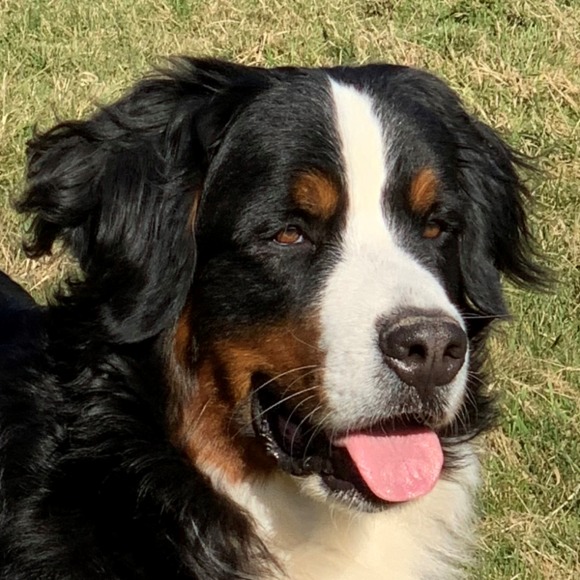 bernese_mt_dog